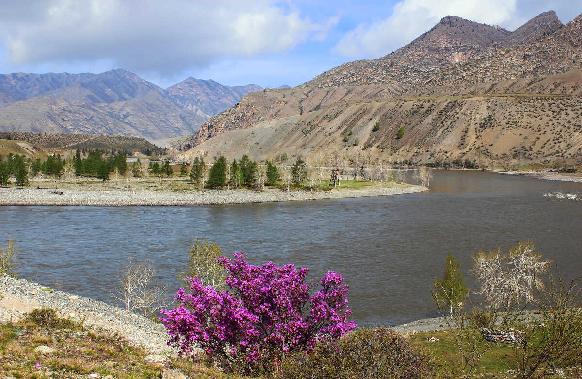 Весенняя природа - елена беликова