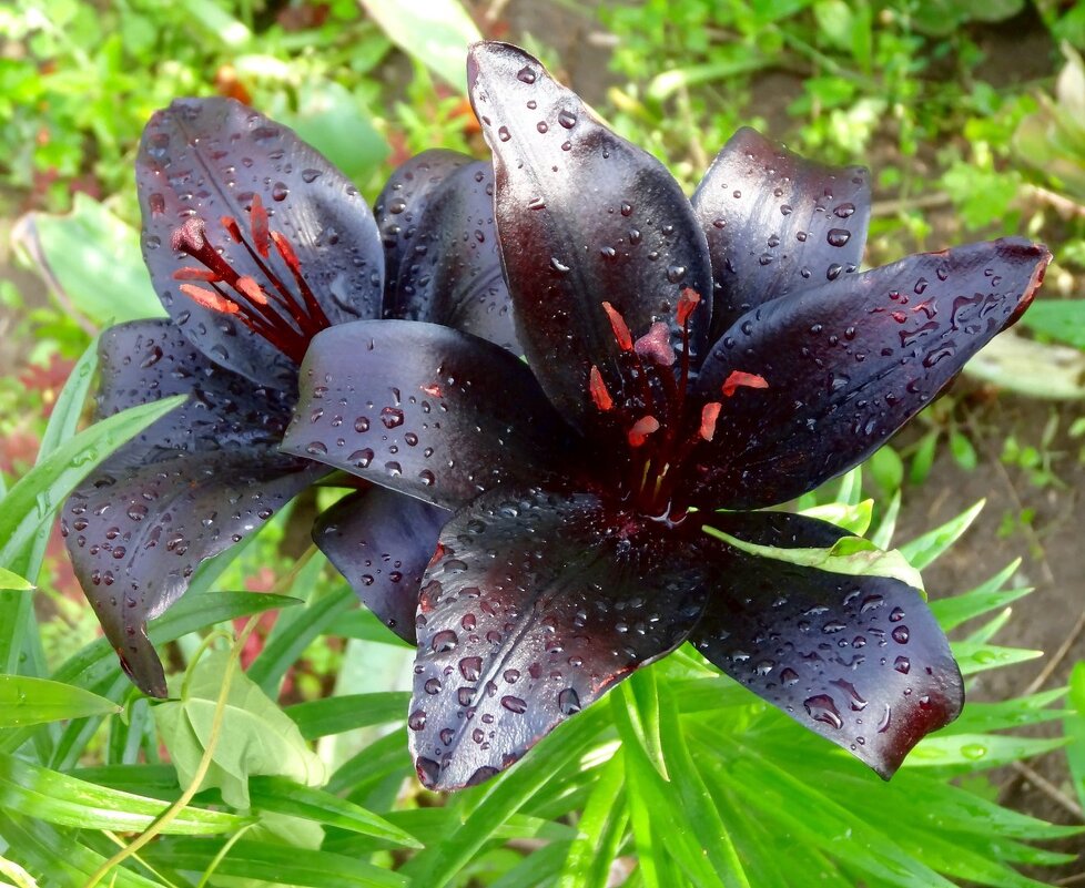 Черные лилии  в каплях дождя. - Наталья ***