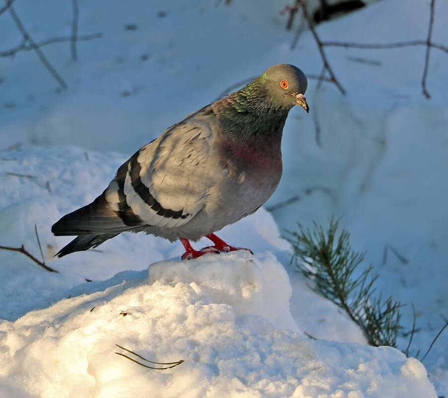 *** - Светлана 