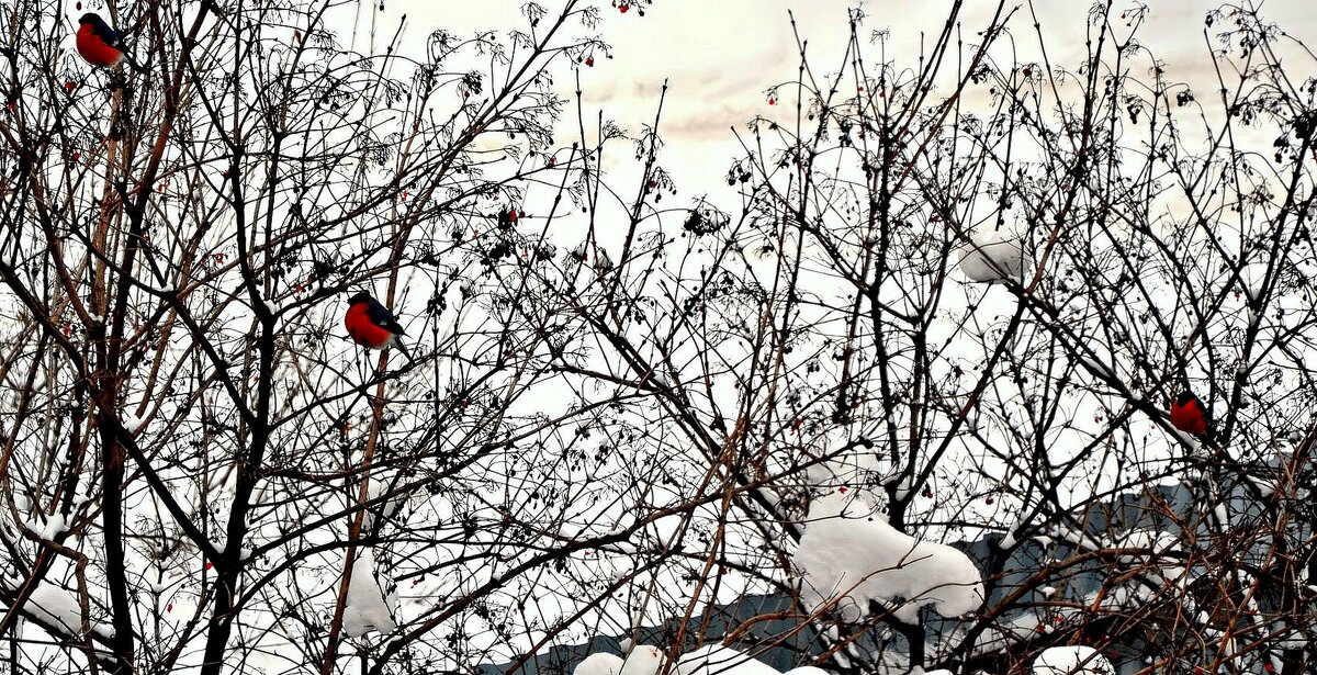 Снегири зимние птички. - Михаил Столяров