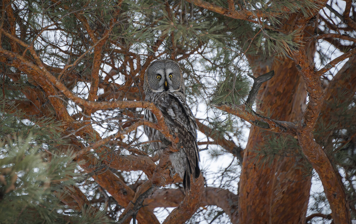 Мудрость веков в янтарных глазах: бородатая неясыть на страже зимнего леса. - Вадим Басов