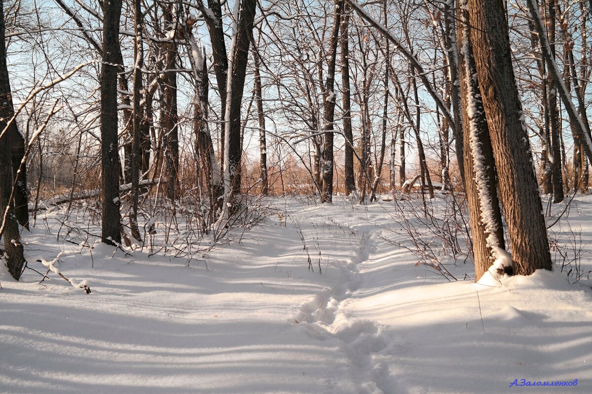 По лесным тропинкам февраля... - Андрей Заломленков