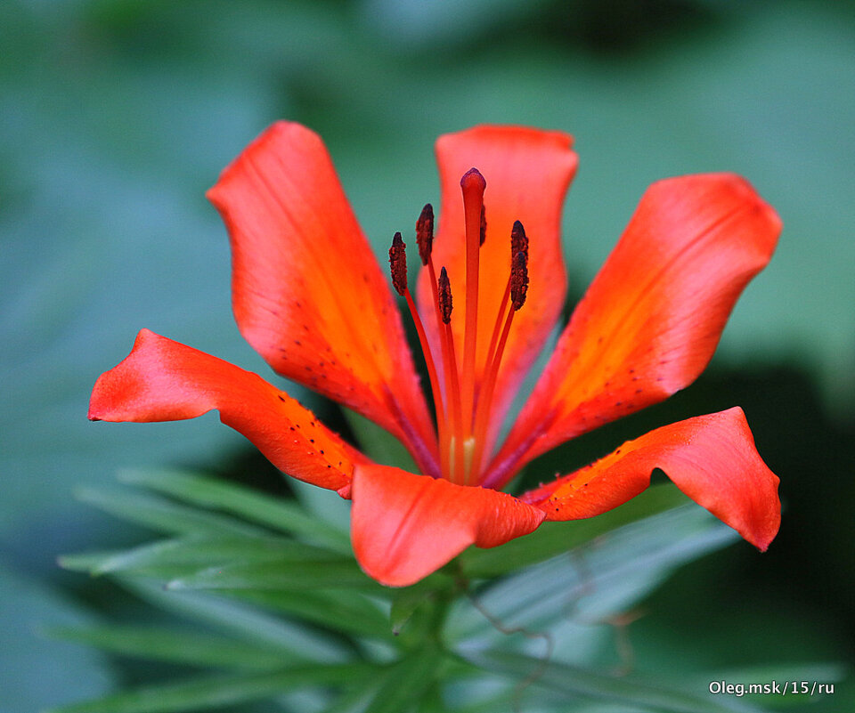 они на радость нам даны - Олег Лукьянов
