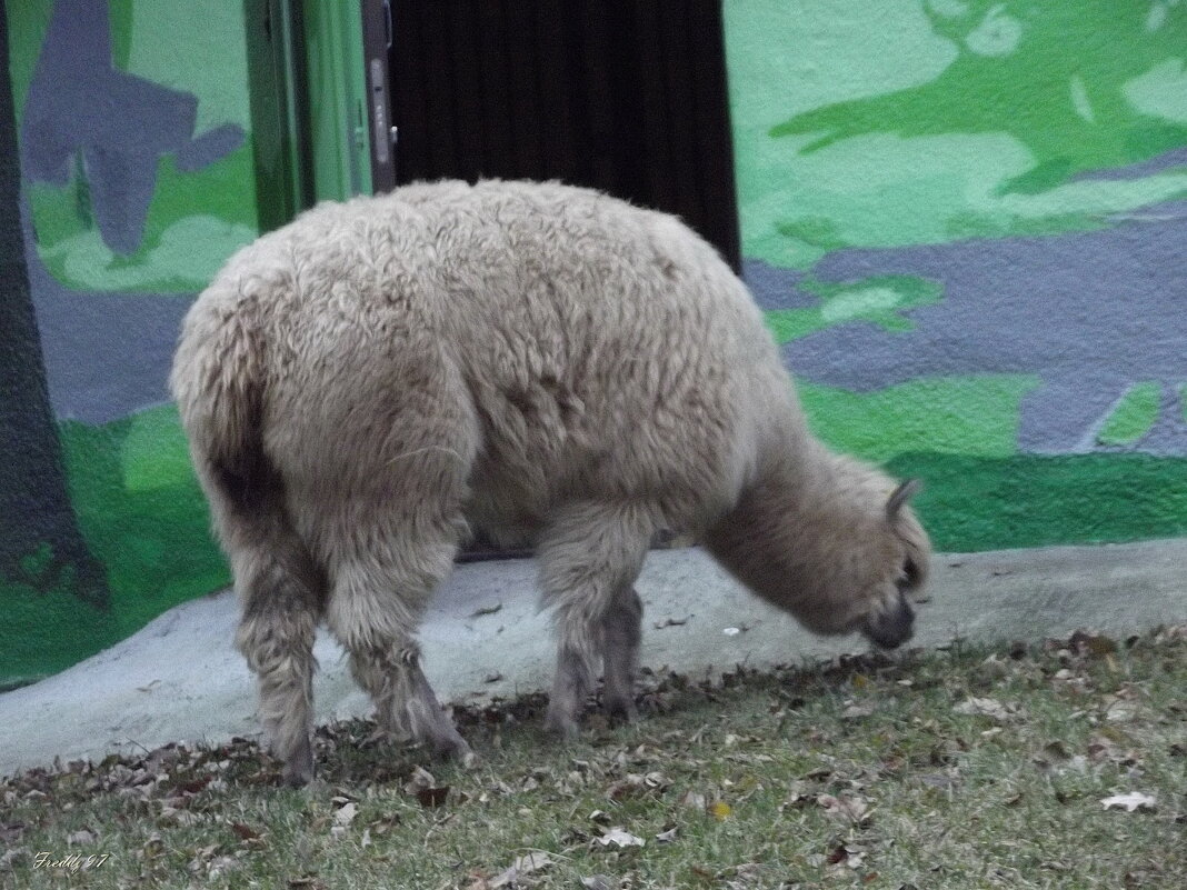 Альпака - Freddy 97