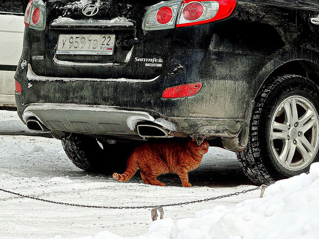 Безбилетный пассажир - Maria Rainer
