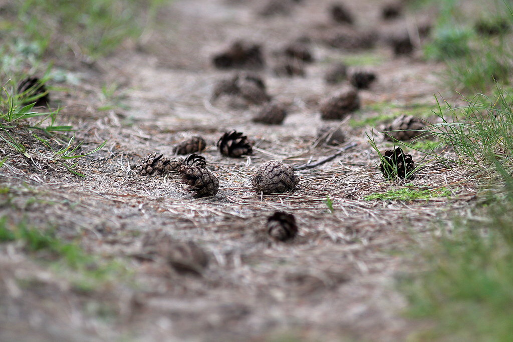 Лесная тропка - Дмитрий П