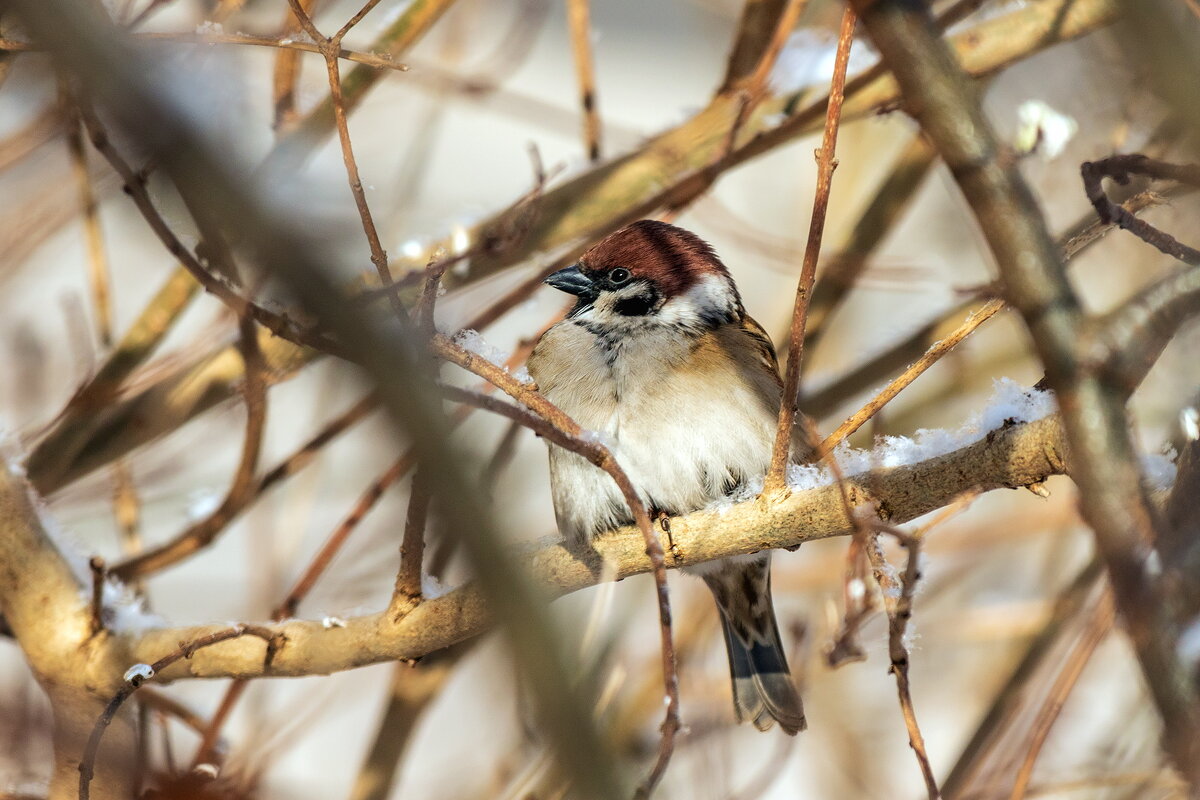 Всероссийскую перепись воробьев проведут в стране с 7 по 15 февраля. - Анатолий. Chesnavik.