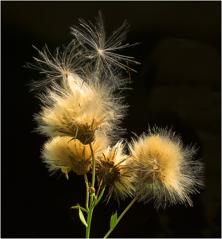 Пушистики - Валентин Котляров