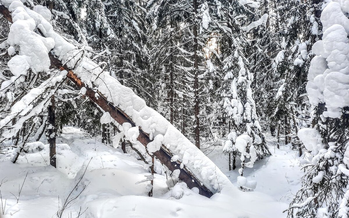 *** - веселов михаил 