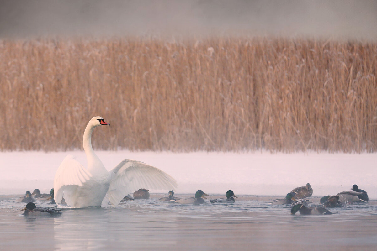 Тусовка - Валерий Черняк