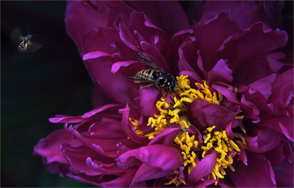 На пионе... - Ирина С