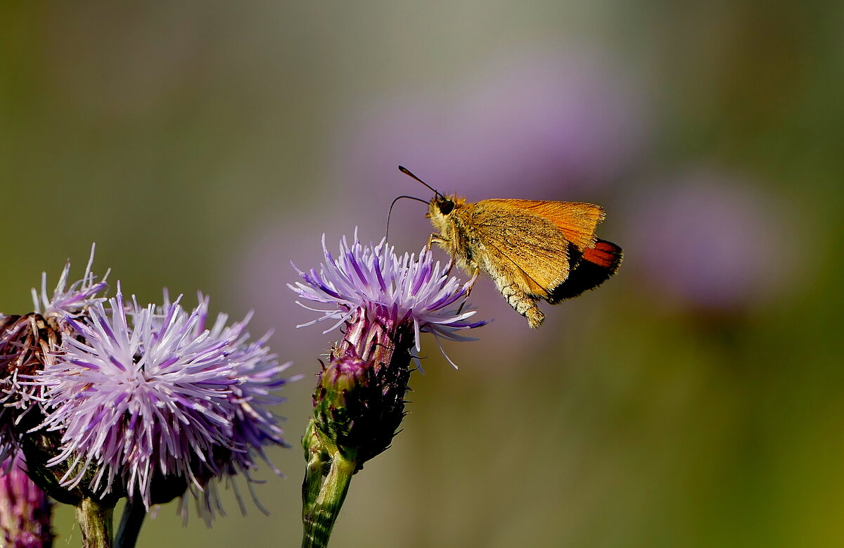 опять про бабочек...398 - Александр Прокудин опять про бабочек...398 - Александр Прокудин