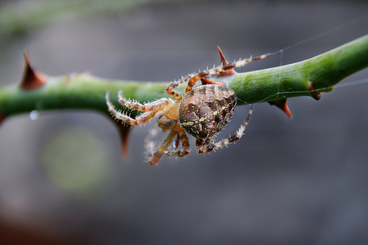 Крестовик обыкновенный - Надежда Куркина 