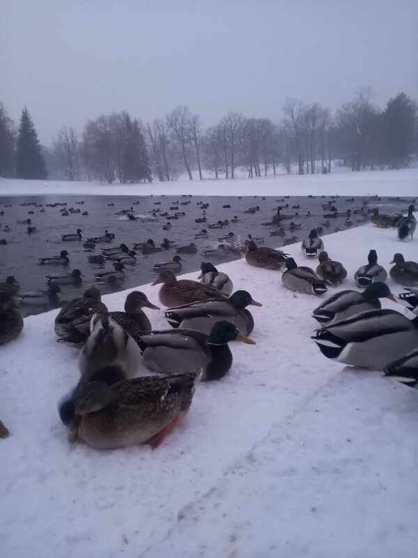 Утки - Сапсан 