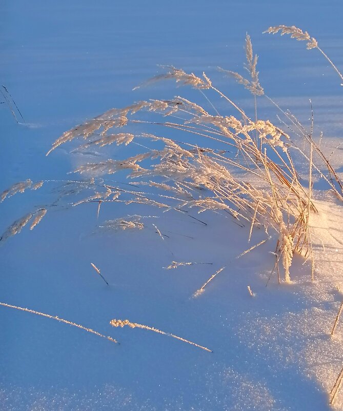Нежность. - Татьяна Корнеева 