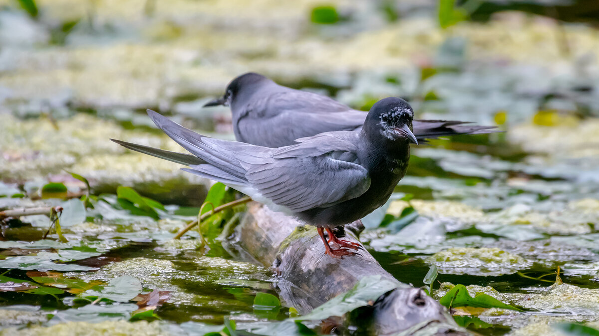 Черная крачка - Владимир Лазарев