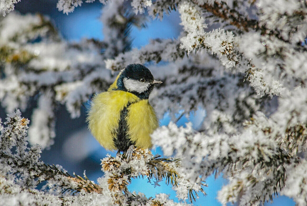 Птичка-синичка - елена беликова