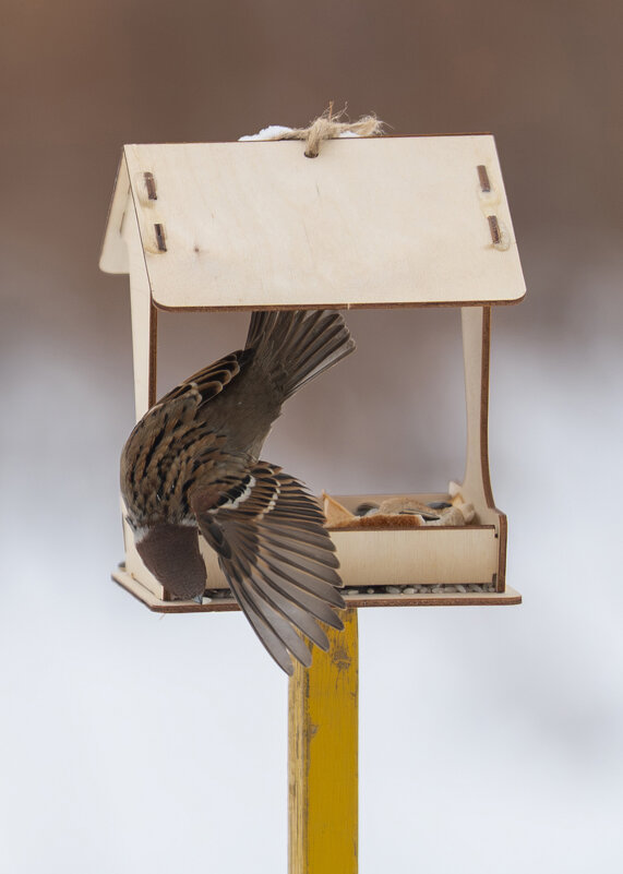 1 - Сергей Флетчер