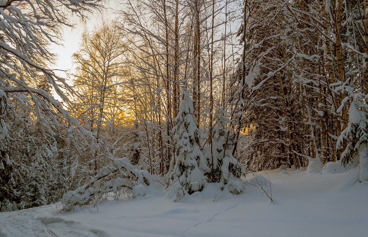 Вечер в лесу - Сергей Цветков