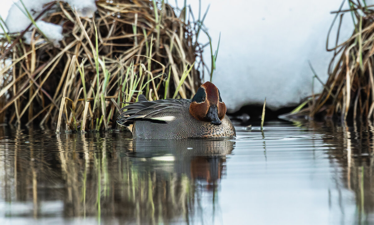 чирок свистунок - юрий макаров