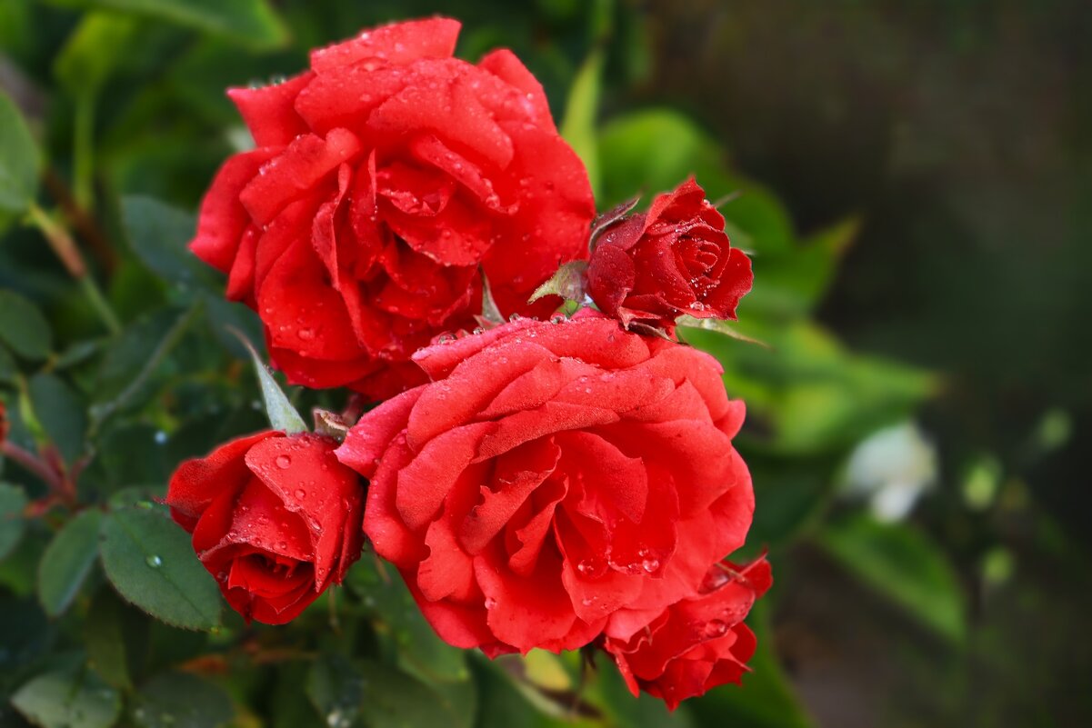 Доброе утро - Юрий. Шмаков