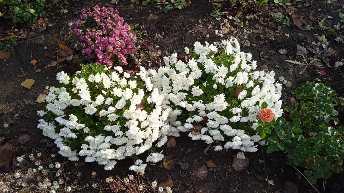 октябрьские цветы - Елена Шаламова