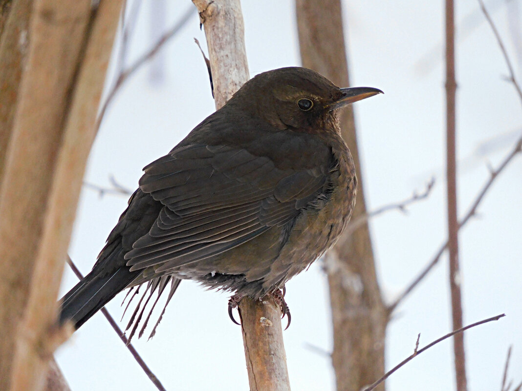 Самка чёрного дрозда - Лина 