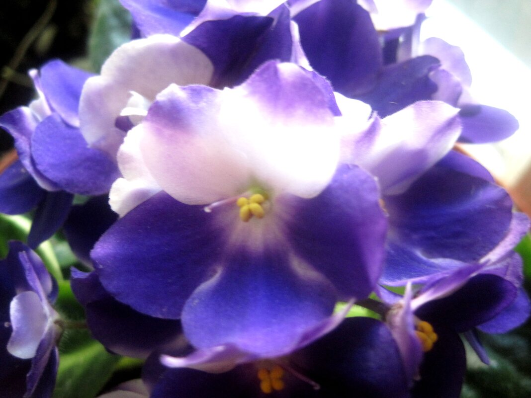 Фиалка - Елена Семигина