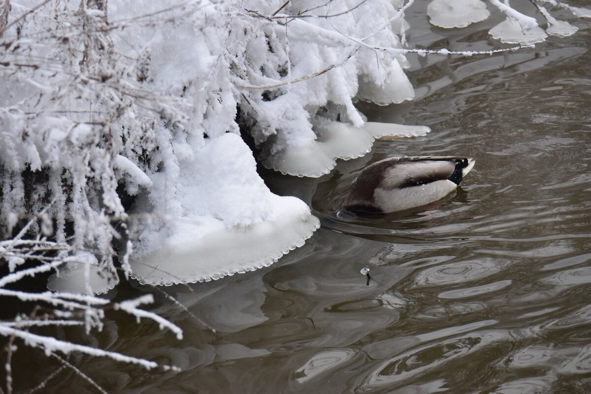 Ледяные юбочки. - Наталья Вязигина