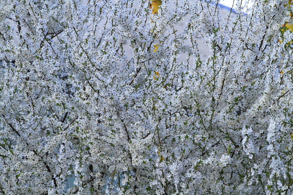 .......... - Сергей Оплачко