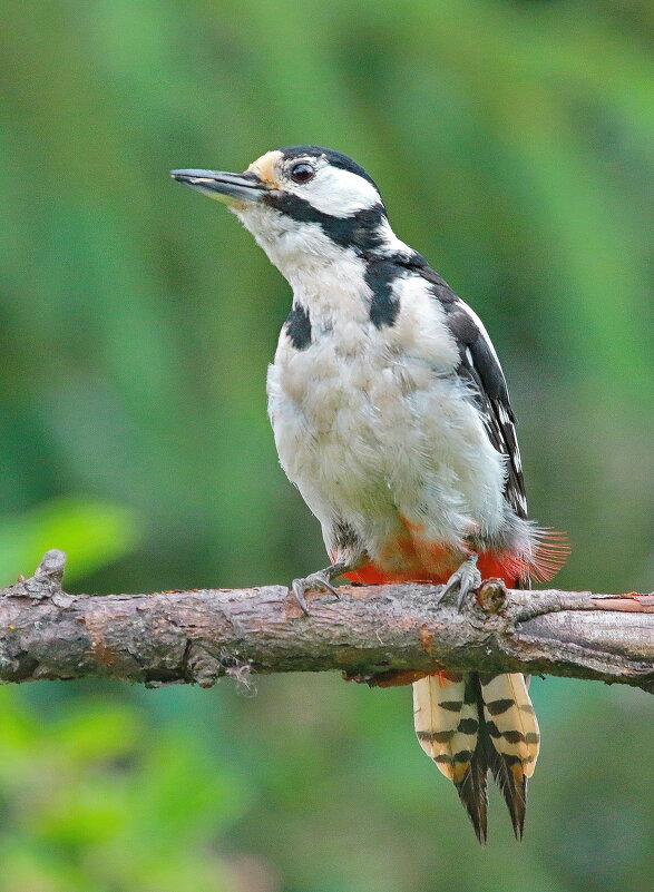 в лесу... - Andrey Bragin 