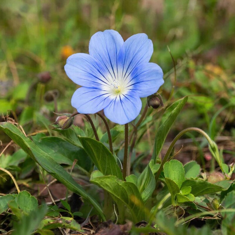 Платикодон - МАРИЯ ПОПОВА