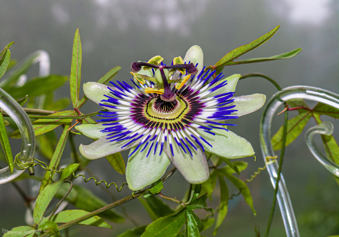 Страстоцвет голубой (голубая пассифлора) - самый любимый цветок) - Николай Зиновьев