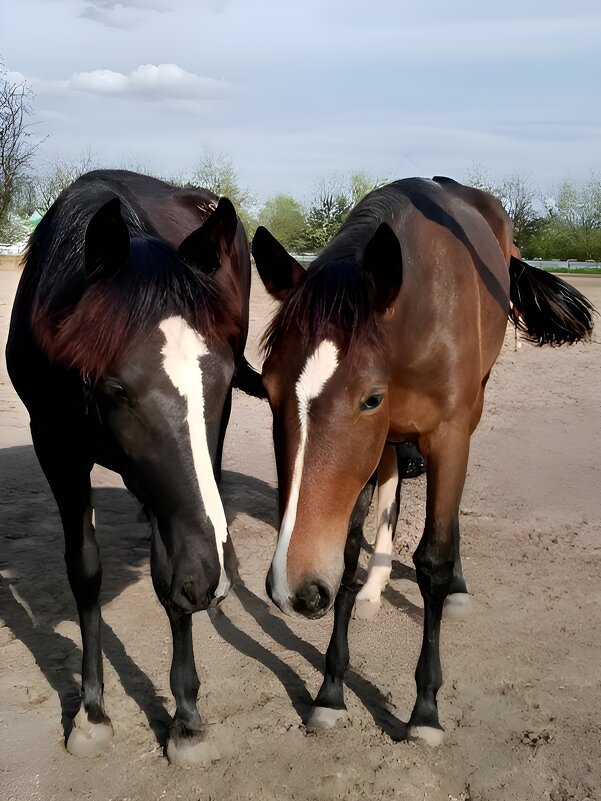 Лошадки - Елена Сухорученкова