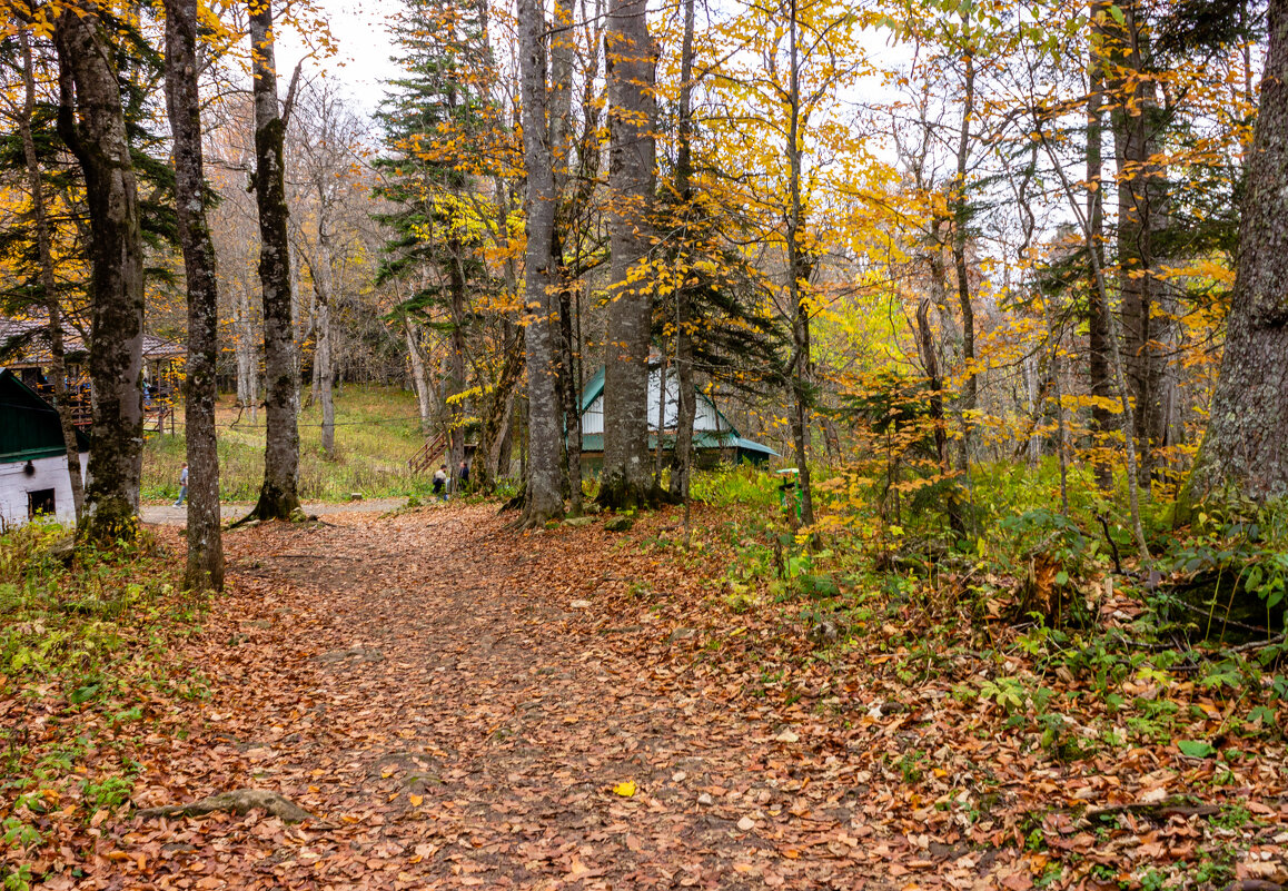 Лесные тропы.. - ирина )))