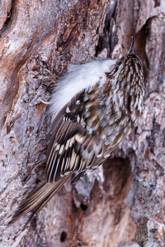 Пищуха обыкновенная - Sergey38 