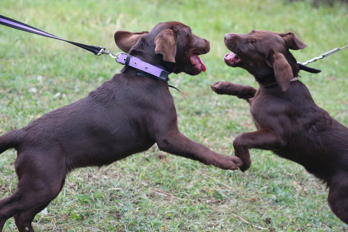 Лабры кадабры - Дмитрий П