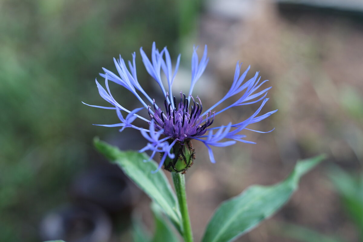 Вася вася василек - Дмитрий П