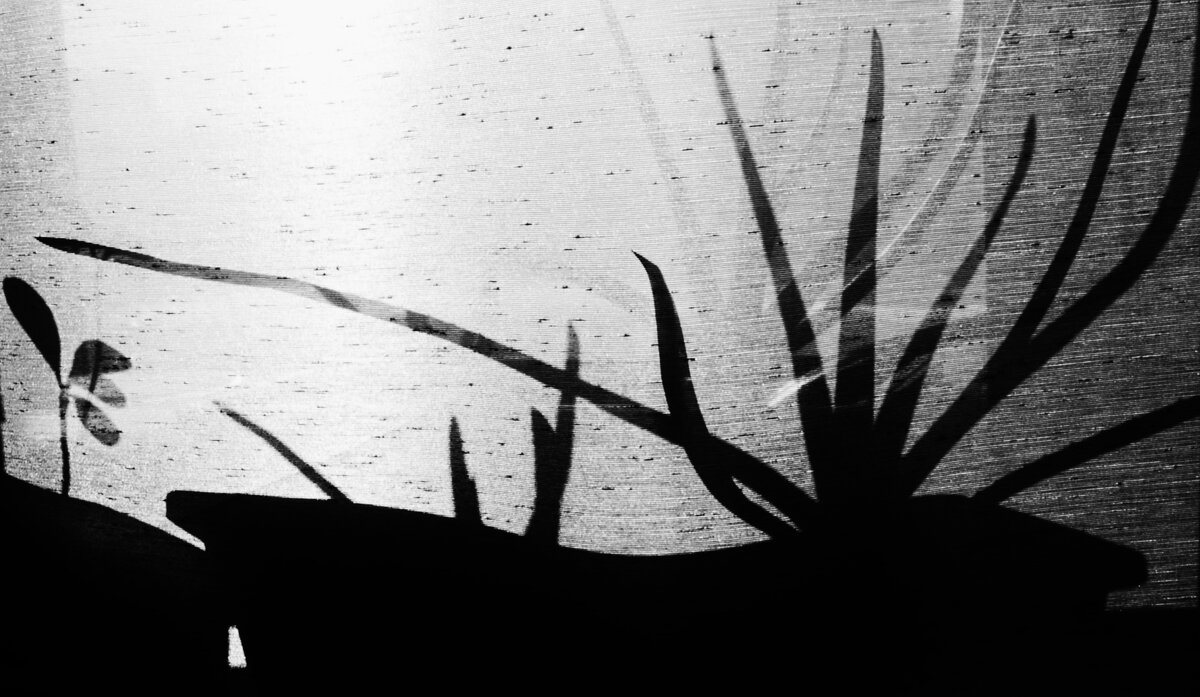 * - Василий Палий