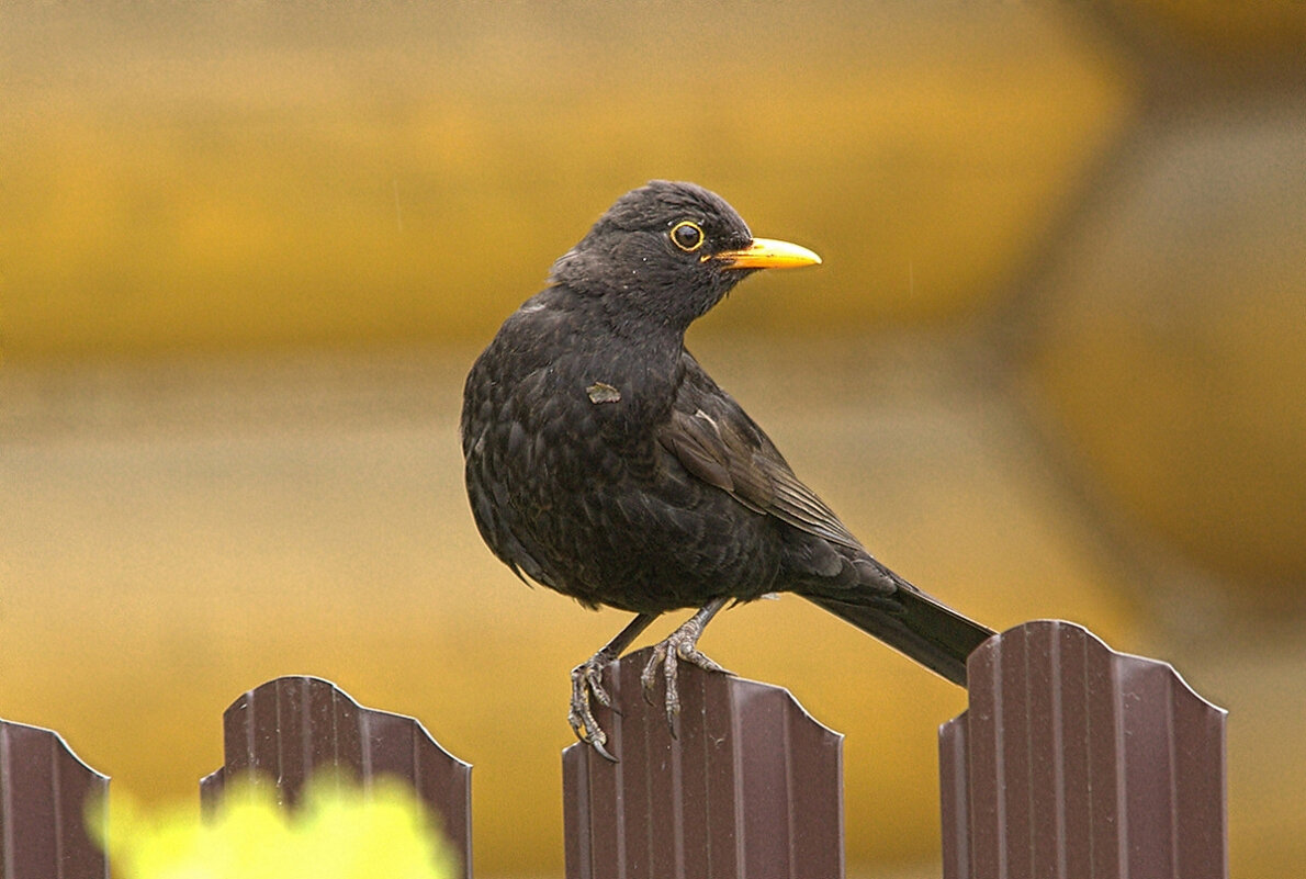 ... - Вячеслав Минаев