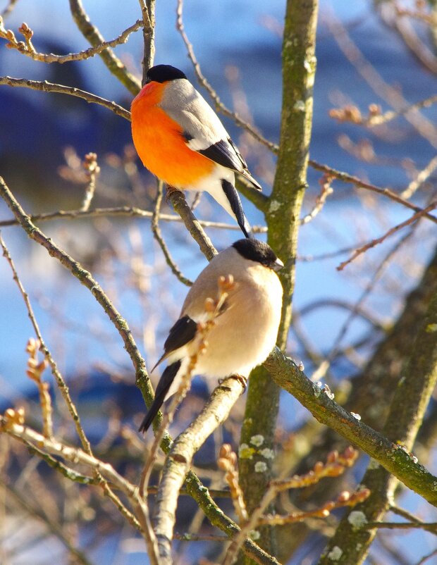 "Паркуются" :) - Юрий Куликов
