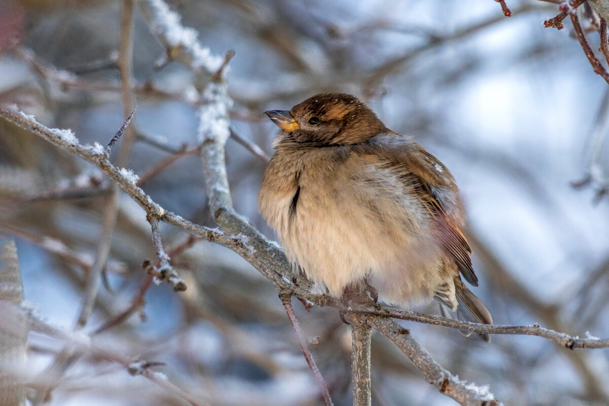 Воробей. - Анатолий. Chesnavik.