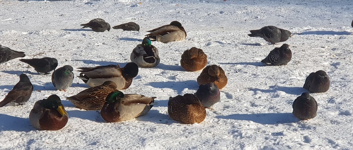 Холодно уточкам сереньким зимой - Galina Solovova