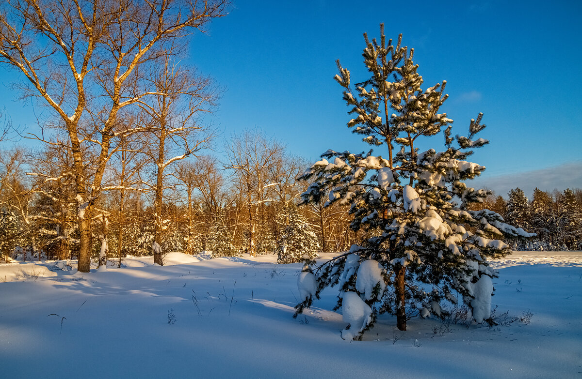 Январский вечер 6 - Андрей Дворников
