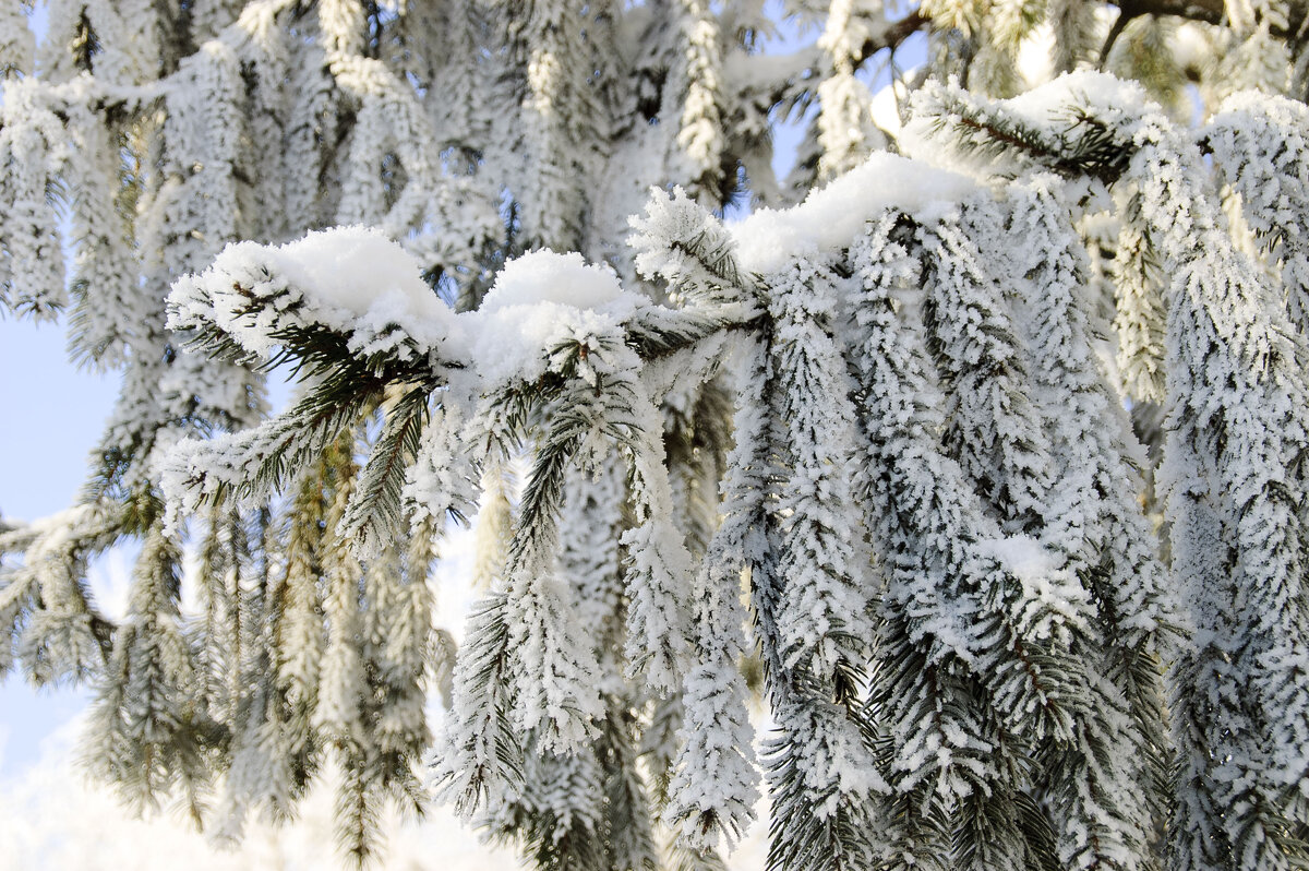 ... - Елена Пономарева