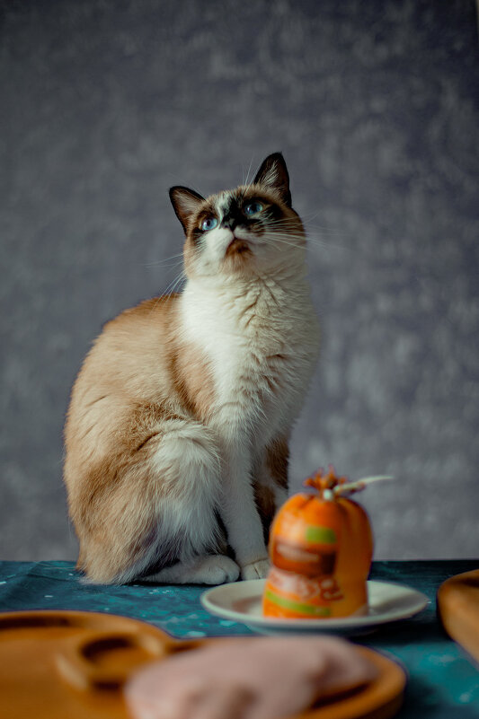 Котики на праздники - Николай Нестеренко