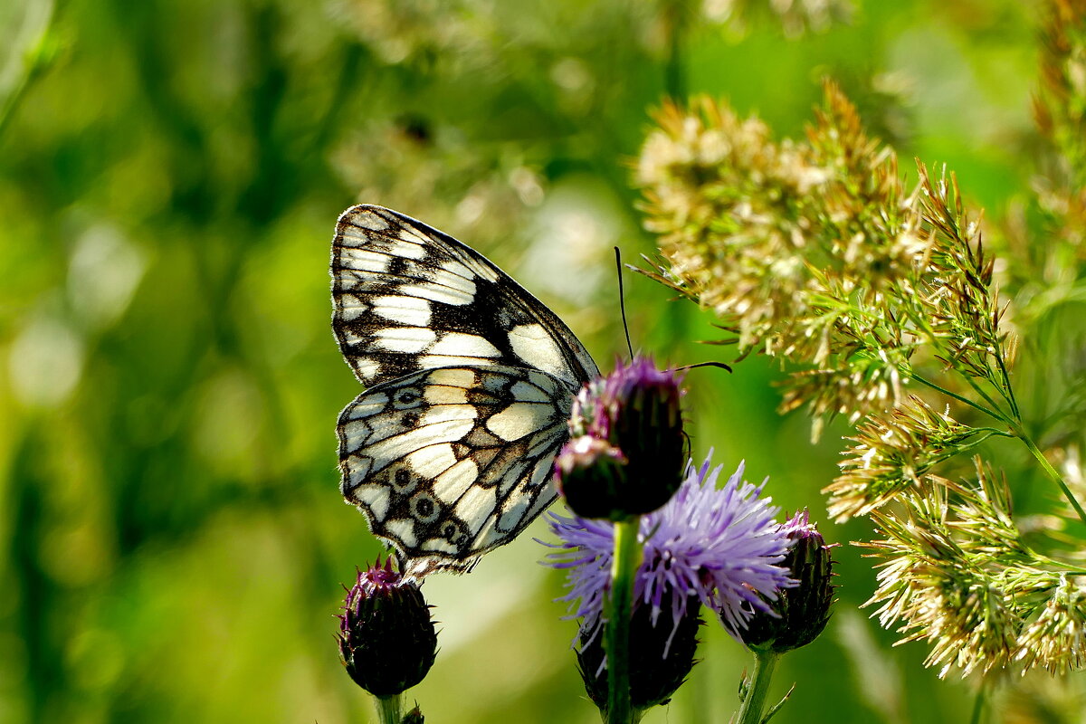 опять про бабочек...402 - Александр Прокудин