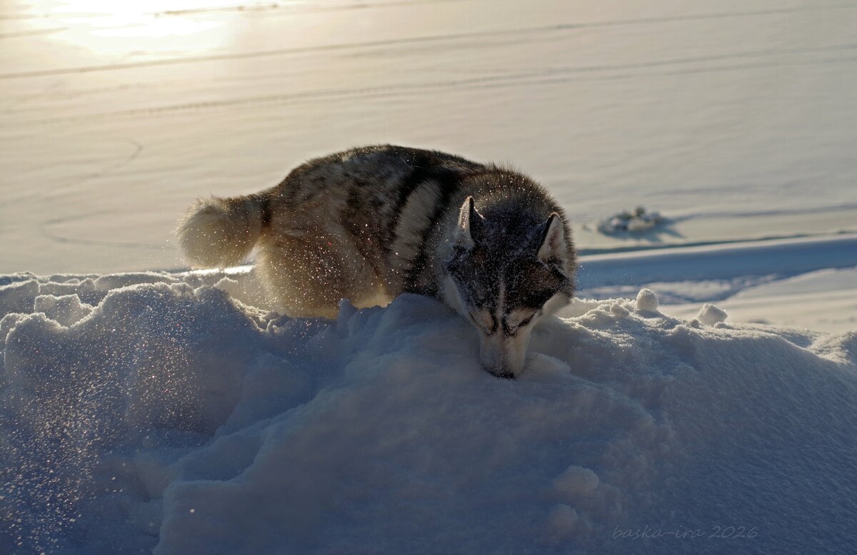 В поисках радости - Ирина Баскакова