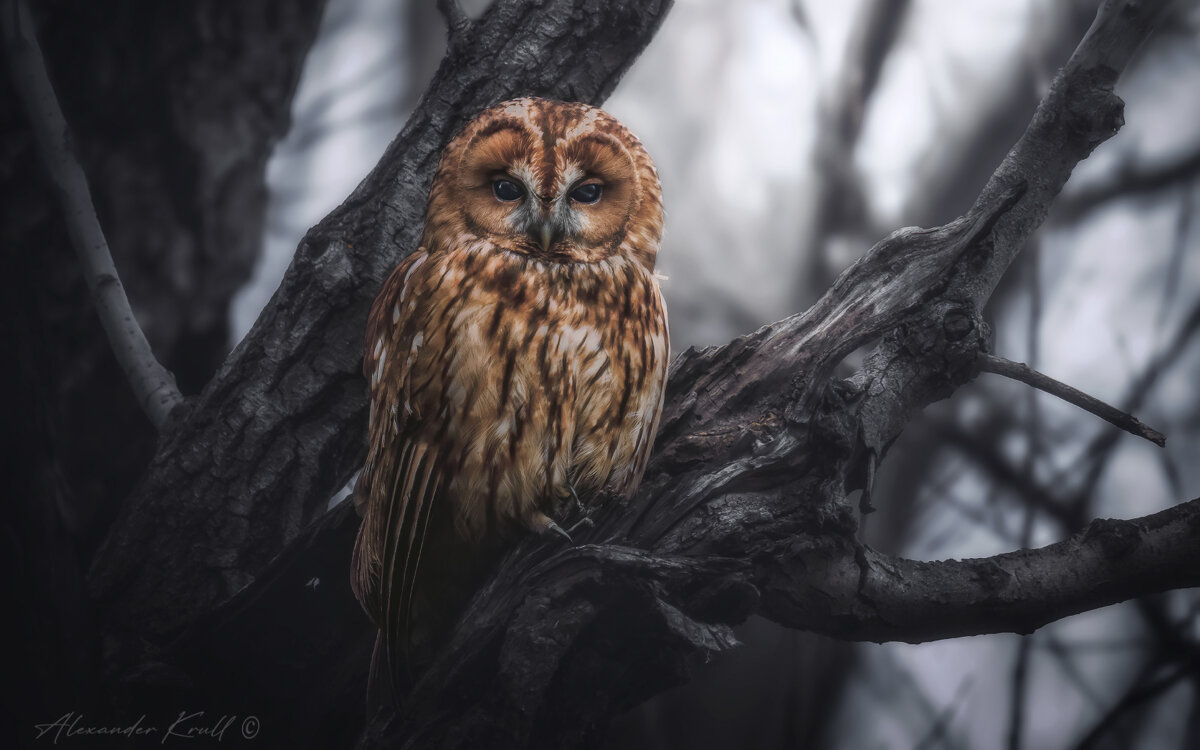 Бессоница - Александр К.