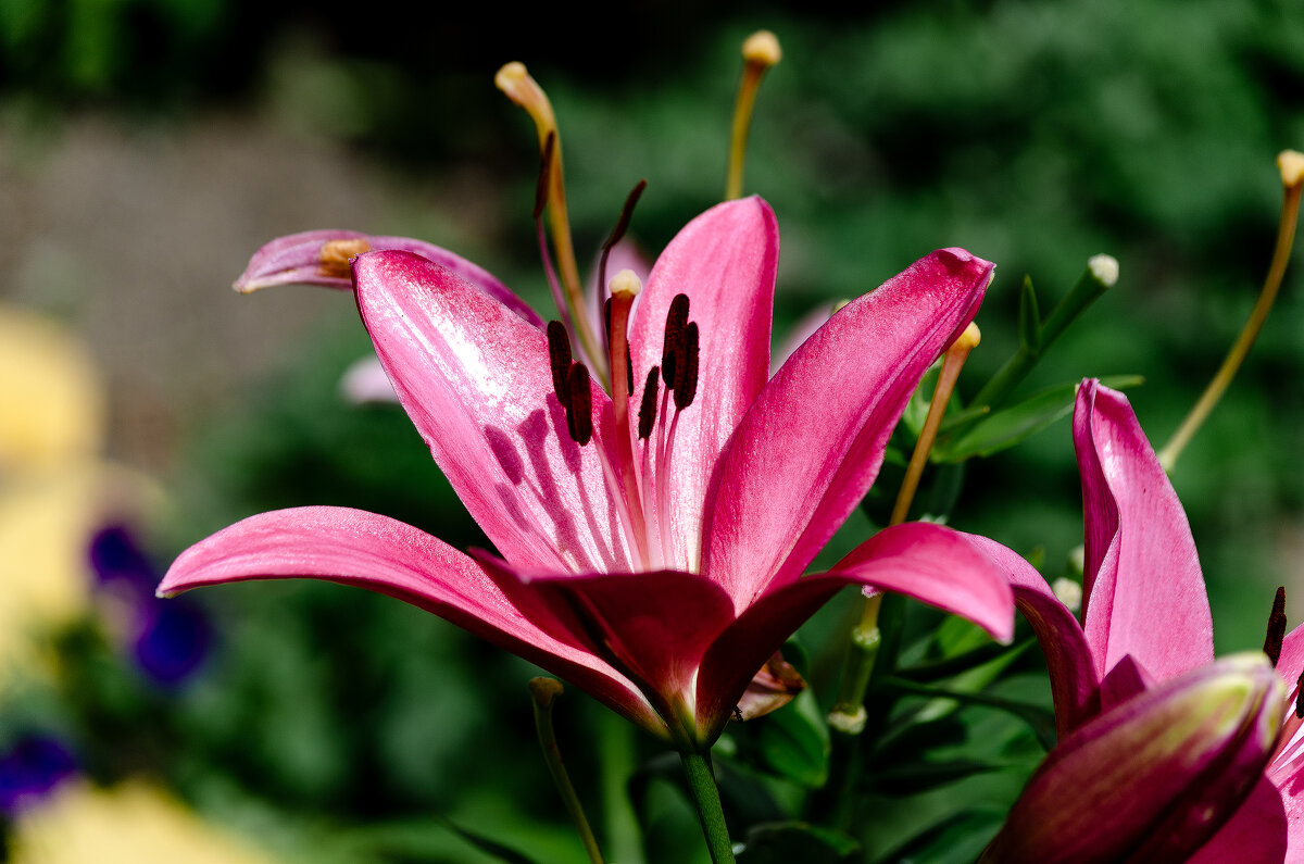 *** - Виктор Иванович Чернюк